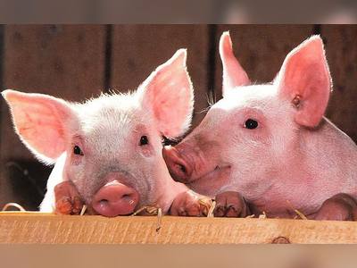 Scientists Restore Blood Flow, Revive Cells, Organs In Dead Pigs