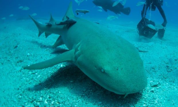 ‘Like a scene out of Jaws’: British boy attacked by sharks in Bahamas