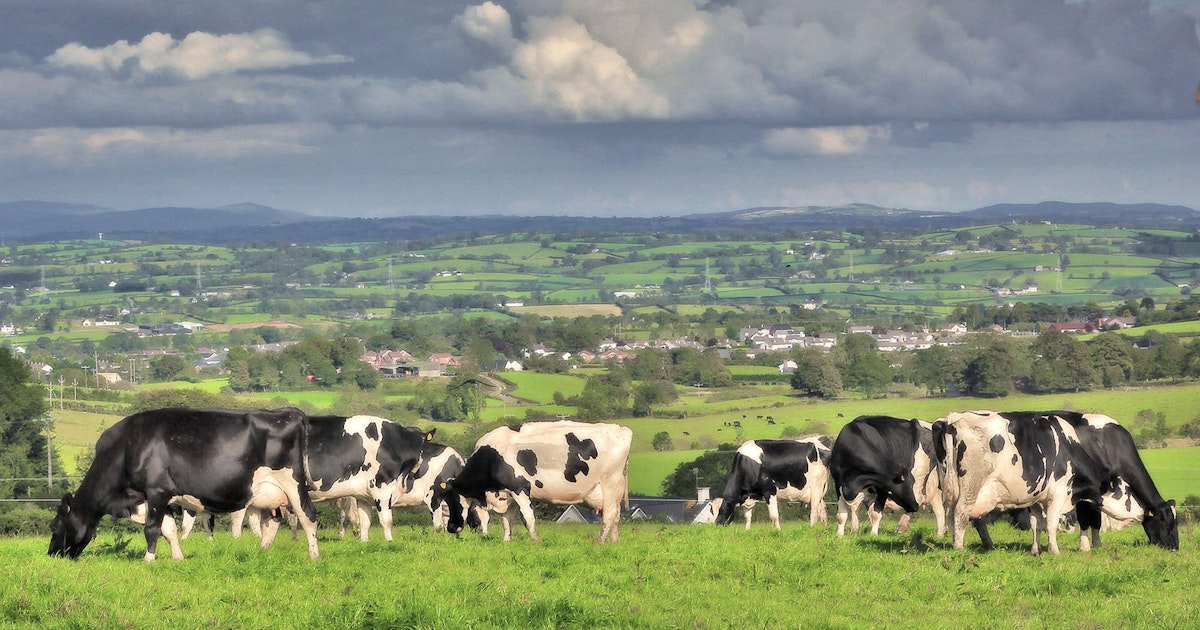 Irish Beef Industry Under Pressure as Government Considers Reductions to Meet Climate Targets